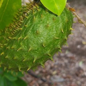 Soursop